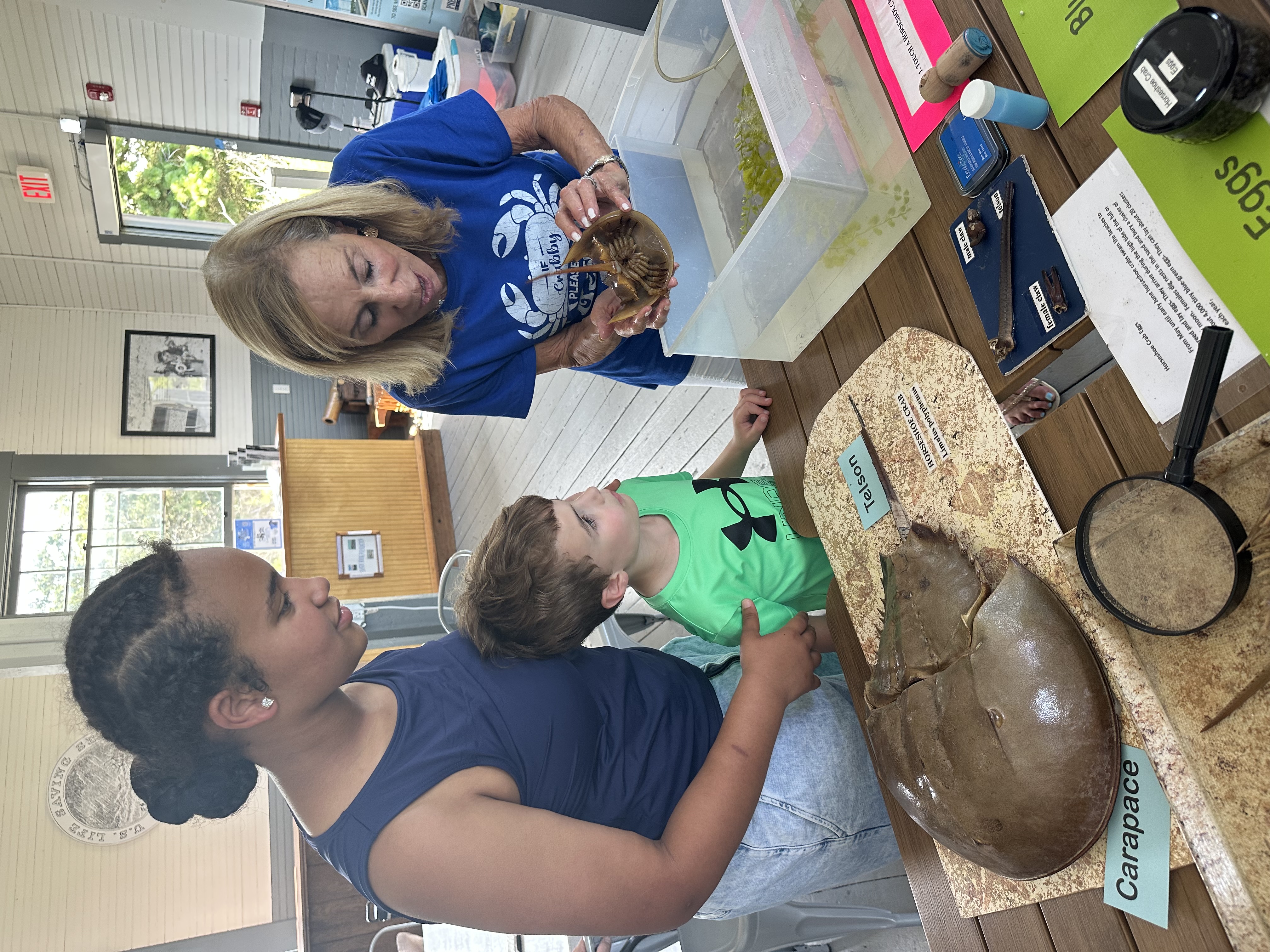 picture of teen and younger kid with marine mentor, linda cohen, showing them the underside of a horseshoe crab