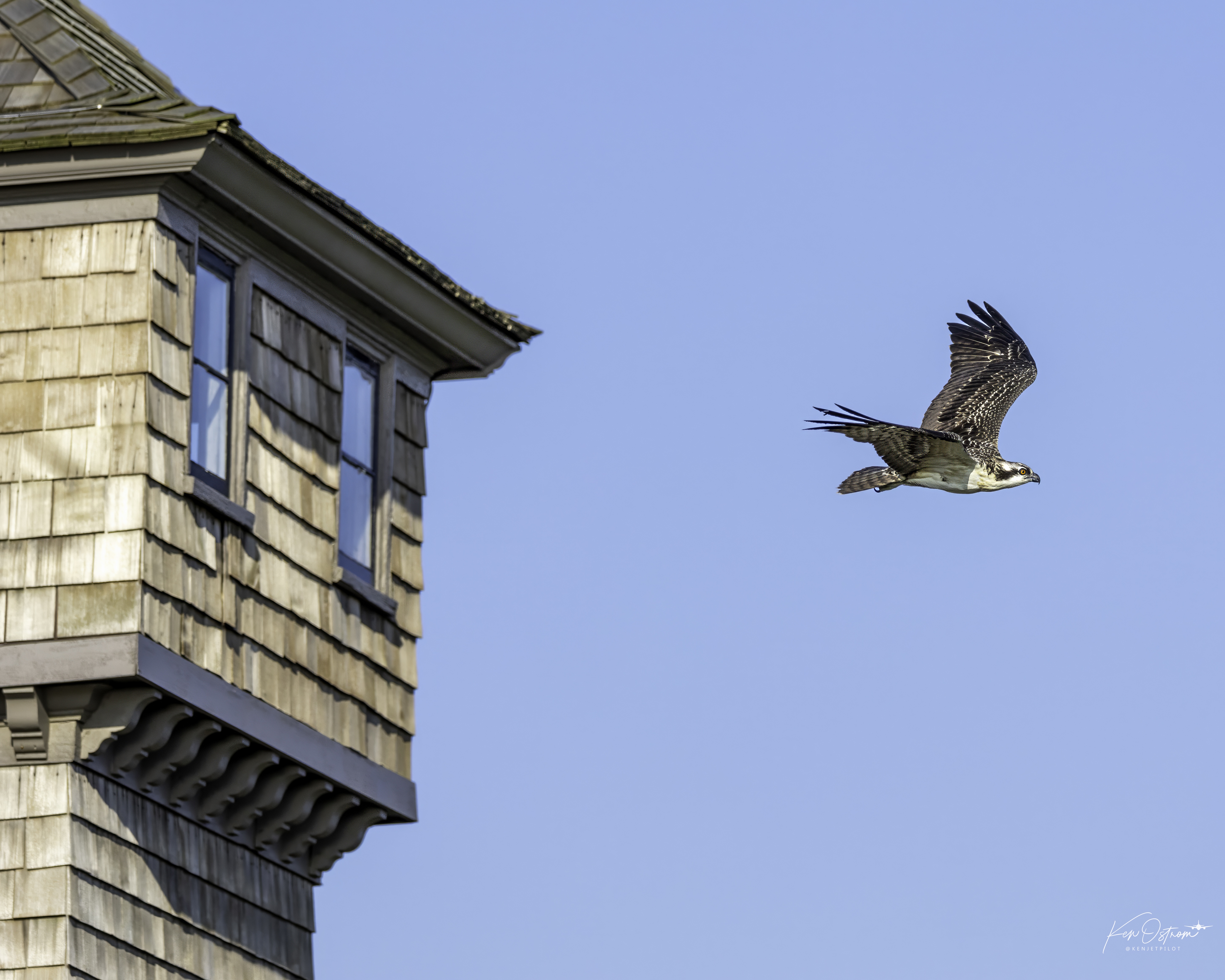 osprey fledgling flying around watchtower at lifesaving station