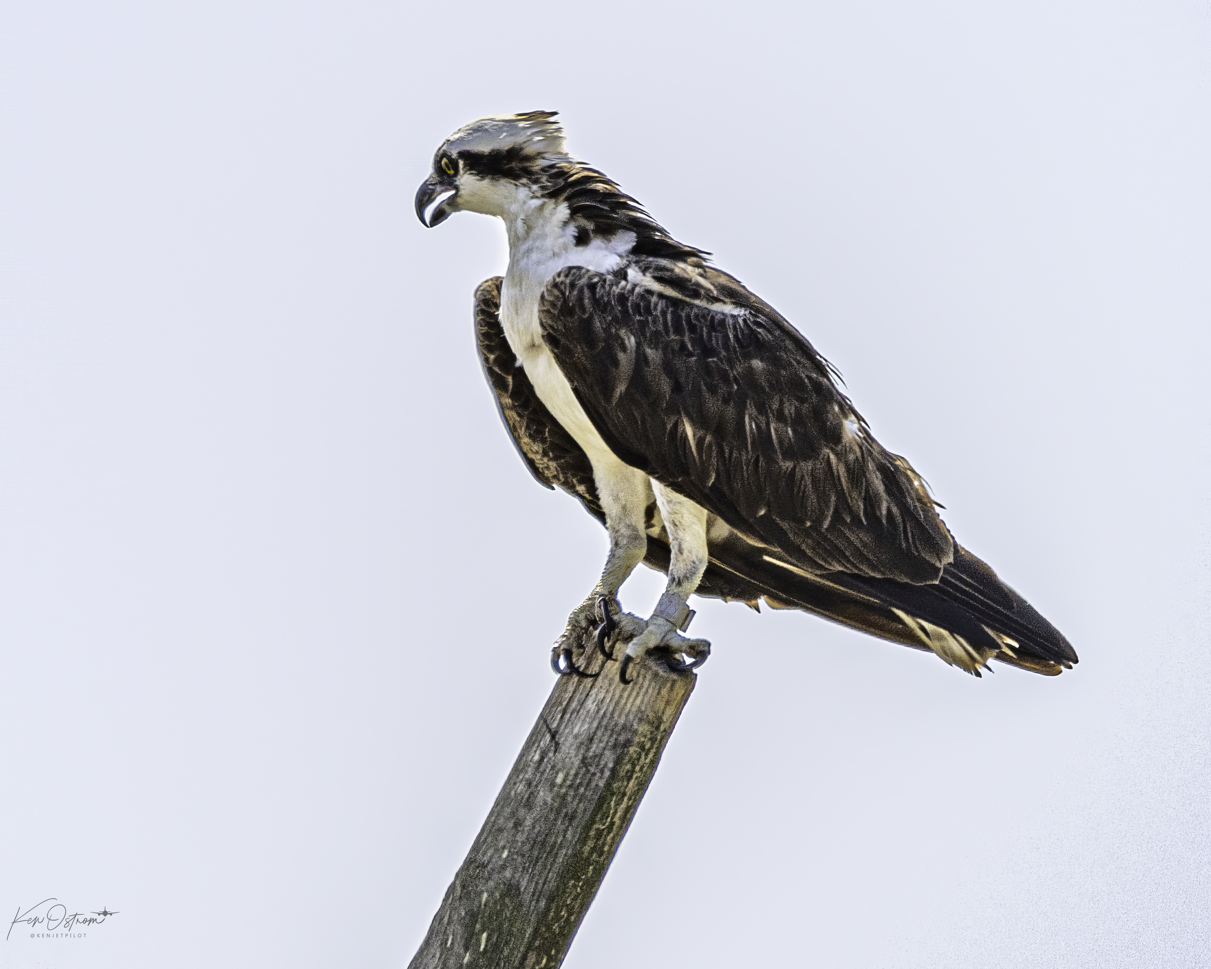 male osprey that was tagged in 2019 returns to Sandy Hook to raise young. 