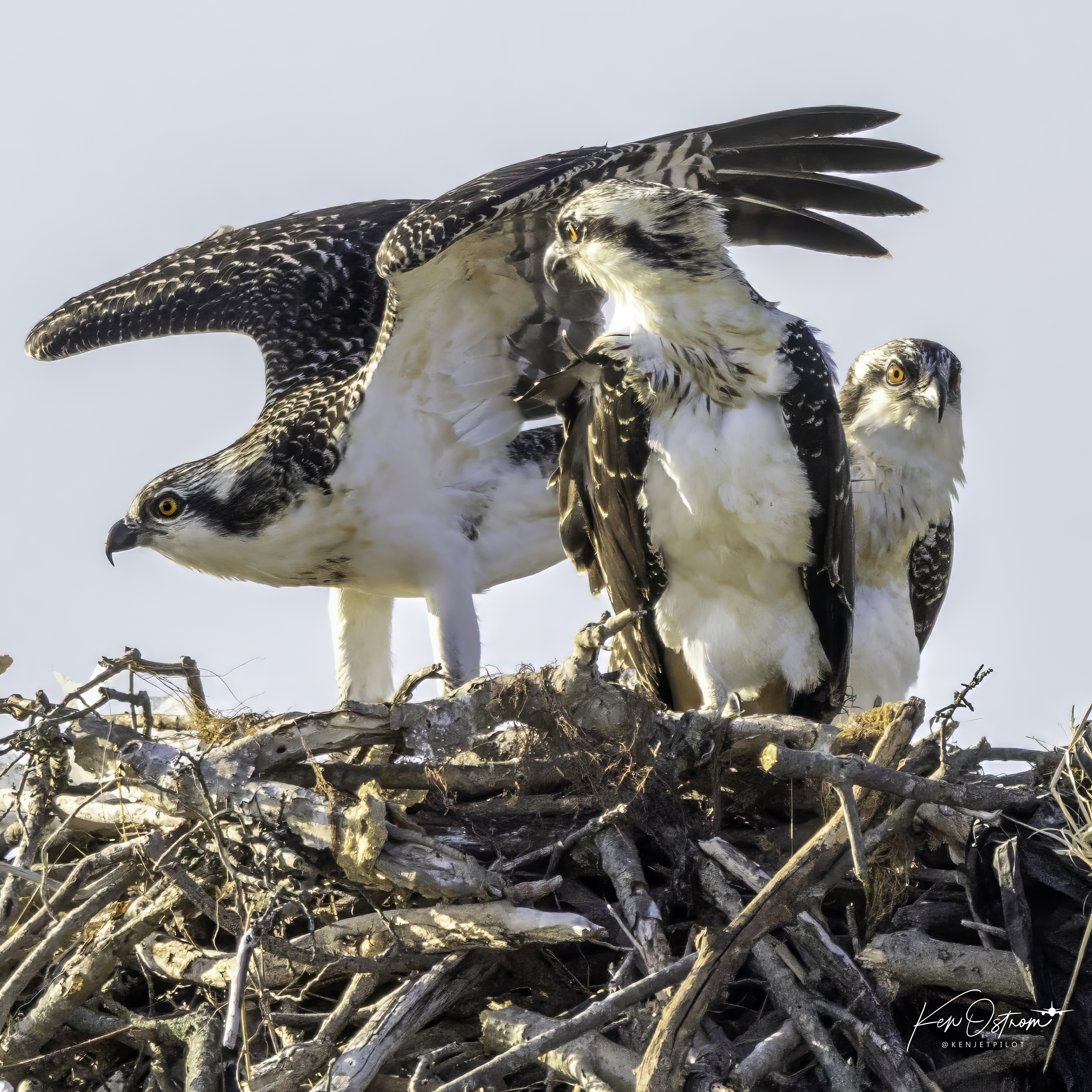 3 osprey fledglings in the nest at the lifesaving station