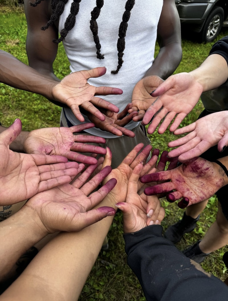 A photo of participants in Wild Path Collective’s recent elderberry harvest showing their berry stained hands. A circle of dozen hands with deep purple stained fingertips reach into the center of the frame palms up. A bright green lawn of grass is beneath them.   