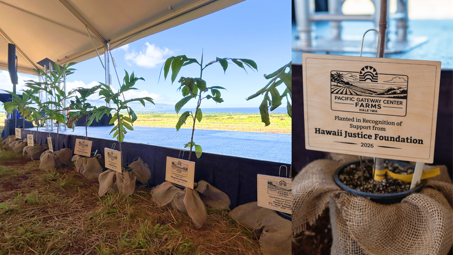 Photo of Trees of Support and Plaque